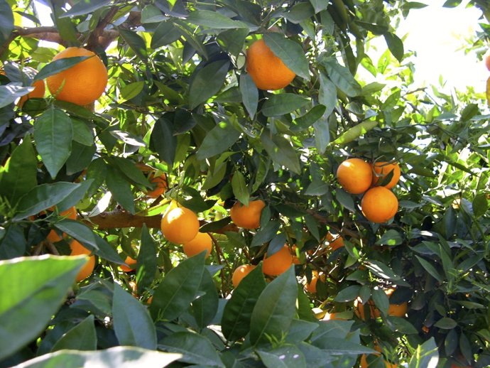 Campo de naranjas