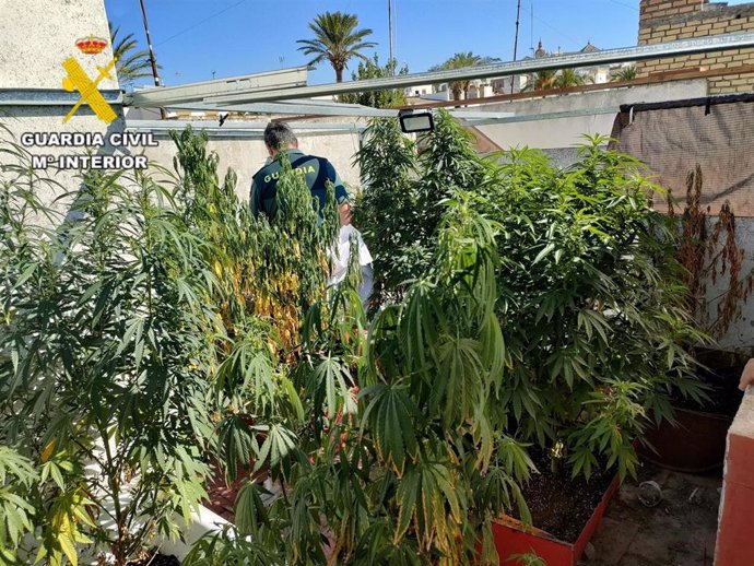 Imagen de la plantación de marihuana localizada en Las Cabezas