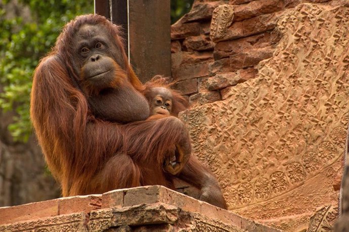 Madre y cría de Orangutan de Borneo en Bioparc Fuengirola