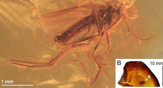 Latam.-Ciencia.-Nueva especie de mosquito prehistórico hallada en ámbar de museo