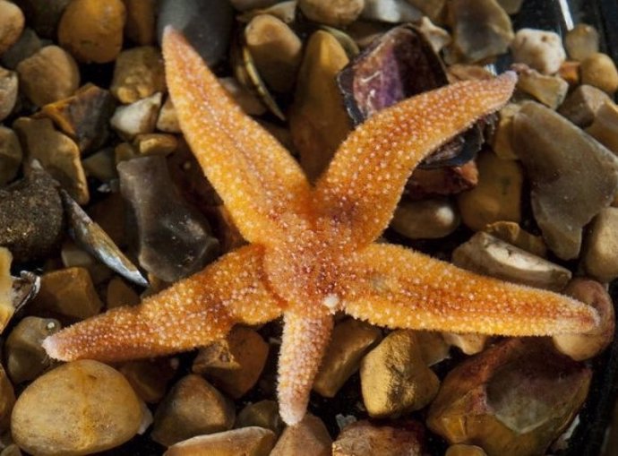 Latam.-Ciencia.-Se descubre cómo las estrellas de mar se desprenden de sus brazos