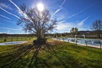Los árboles singulares de la región siguen creciendo para conservar el patrimonio natural y cultural de la región