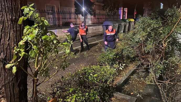 Retirada árbol en Guadalajara