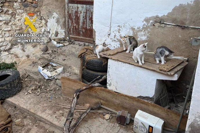 Varios de los gatos intervenidos en Bulbuente