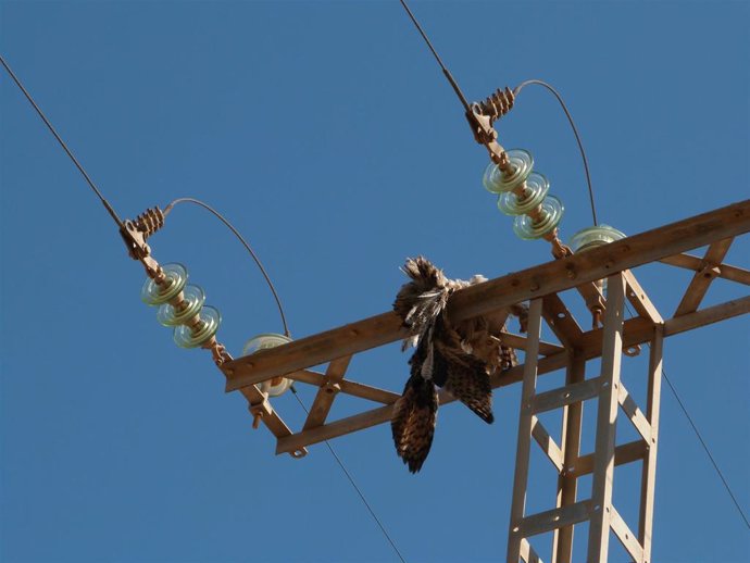 Archivo - Ave electrocutada en un tendido eléctrico