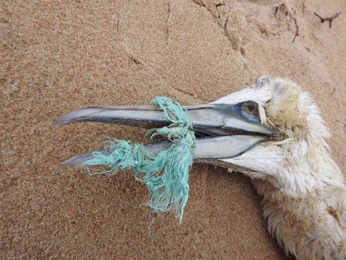 SEO/BirdLife advierte del efecto de la 'basuraleza' marina en playas españolas sobre gaviotas, cormoranes y alcatraces.