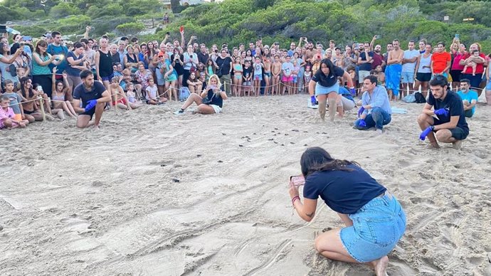 Liberados 36 ejemplares de tortuga boba del nido de la playa de la Savinosa de Tarragona