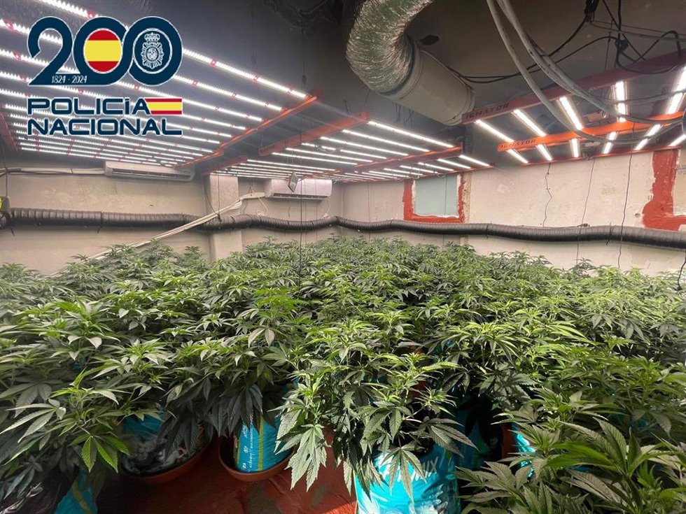 Dos detenidos con un cultivo de 70 plantas de marihuana en un piso de Jerez de la Frontera (Cádiz) descubierto por el fuerte olor