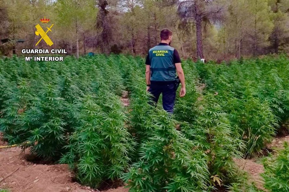 Macro plantación de marihuana en Fayón con 8.000 plantas