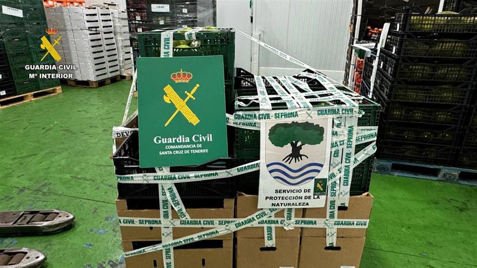 Aguacates ilegales intervenidos en varios comercios en Santa Cruz de Tenerife