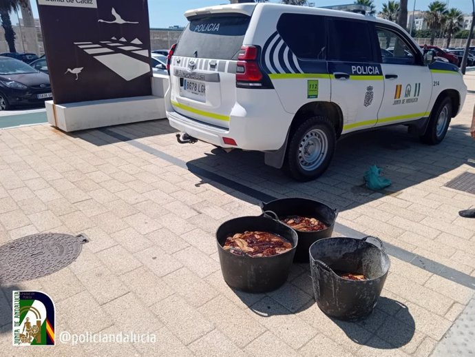 Pepinos de mar incautados en Cádiz por la Unidad de Policía Nacional Adscrita a Andalucía