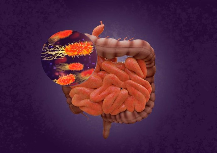 Archivo - Intestino y bacterias