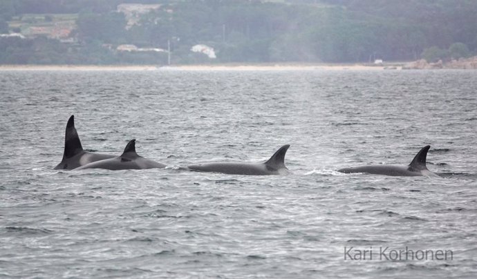 Avistan en la ría de Arousa a cuatro orcas que pertenecen a la familia liderada por la 'abuela Toñi'