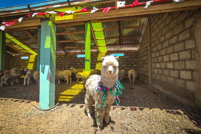 El Gobierno cumplió la meta de construir 3,080 cobertizos para proteger a más de 369,000 alpacas y ovinos en todo el país.