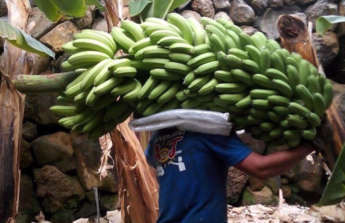 Trabajador en una platanera en Canarias