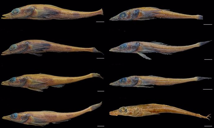 Akarotaxis gouldae (izquierda) en comparación con Akarotaxis nudiceps (derecha) muestran diferencias morfológicas distintivas, incluida la presencia de dos bandas en los cuerpos de Akarotaxis gouldae, así como hocicos y mandíbulas más cortos.