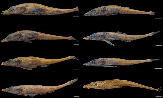 Latam.-Ciencia.-Nueva especie de pez dragón que divergió hace 780.000 años