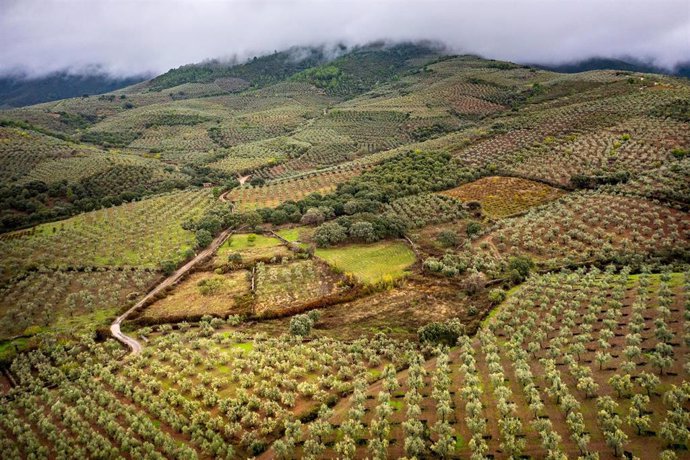 Paisajes de olivares