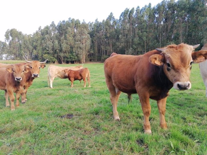 Archivo - Vacas en Asturias.