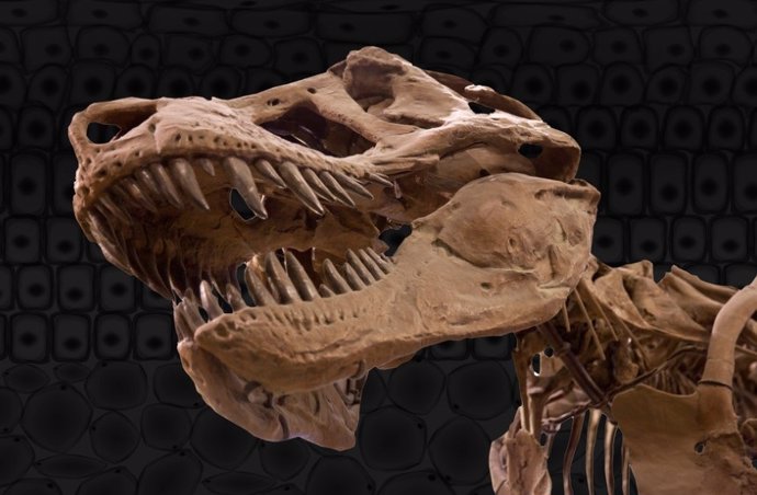 Un Nuevo Estudio Del MIT Ofrece Una Explicación De Cómo El Colágeno De Los Dinosaurios Sobrevivió Mucho Más Tiempo De Lo Esperado.