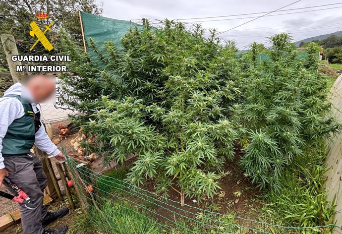 Plantas de marihuana cultivadas en la huerta de una casa en Santiurde de Toranzo