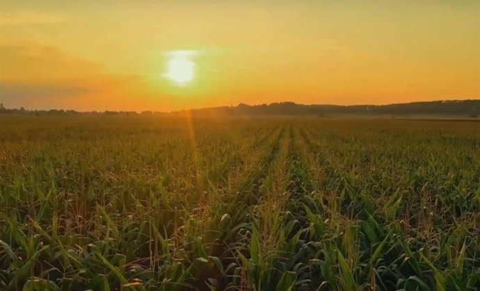 El uso de estiércol aumenta la capacidad del suelo de almacenar carbono