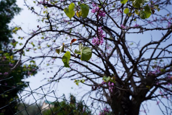 Archivo - Árbol en una zona verde de Málaga