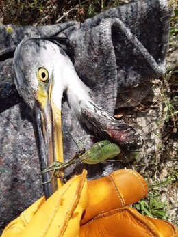 Agentes Forestales rescatan una garza real herida con un anzuelo de pesca en el embalse de Pedrezuela