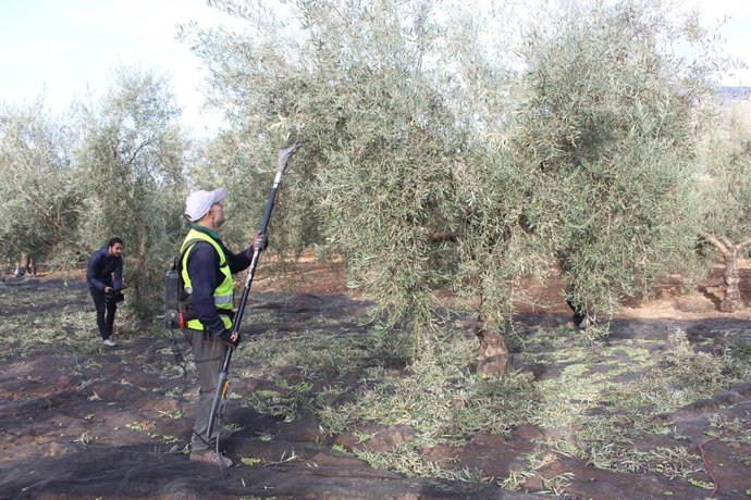 Archivo - Cooperativas Agro-alimentarias de Andalucía se ha encargado de hacer un estudio de campo sobre explotaciones de olivar ecológico.
