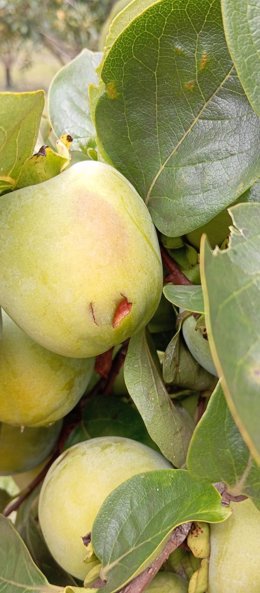 Daños en la fruta en la Vall d'Albaida