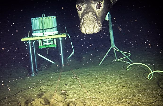 Un elefante marino del norte macho joven (Mirounga angustirostris) persigue a un pez sable (Anoplopoma fimbria) fuera de la pantalla en el sitio de observación Barkley Canyon de NEPTUNE de Ocean Networks Canada, frente a la isla de Vancouver