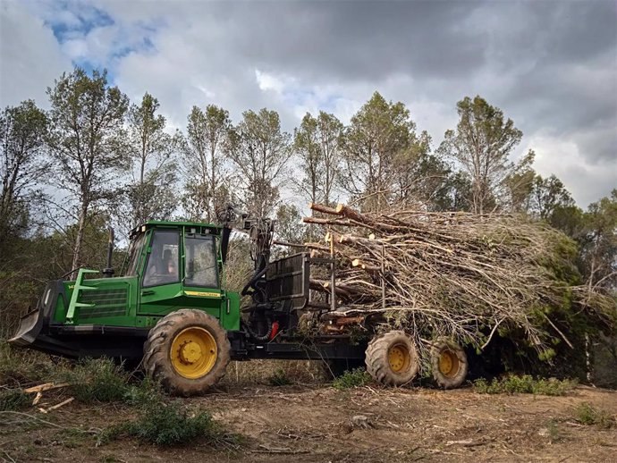 Trabajos en los montes andaluces para aprovechamiento de los restos forestales.