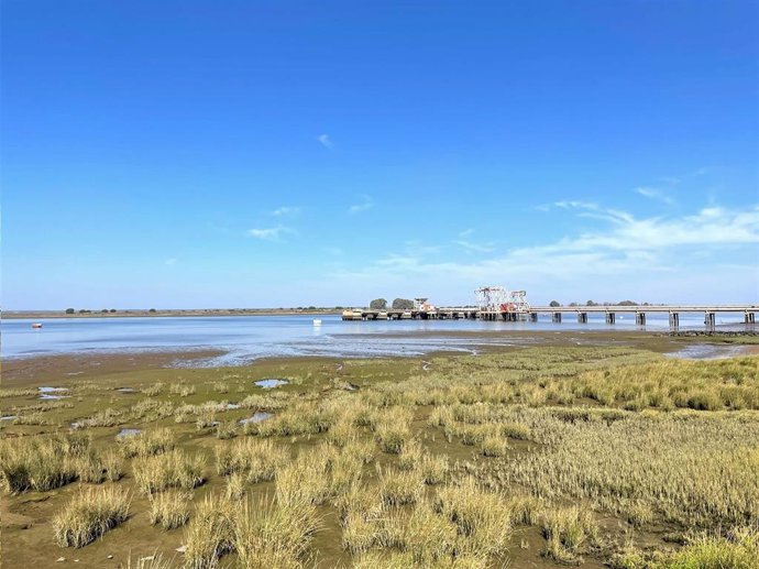 Plantones de hierba salada (Spartina maritima) en la margen del río Odiel.