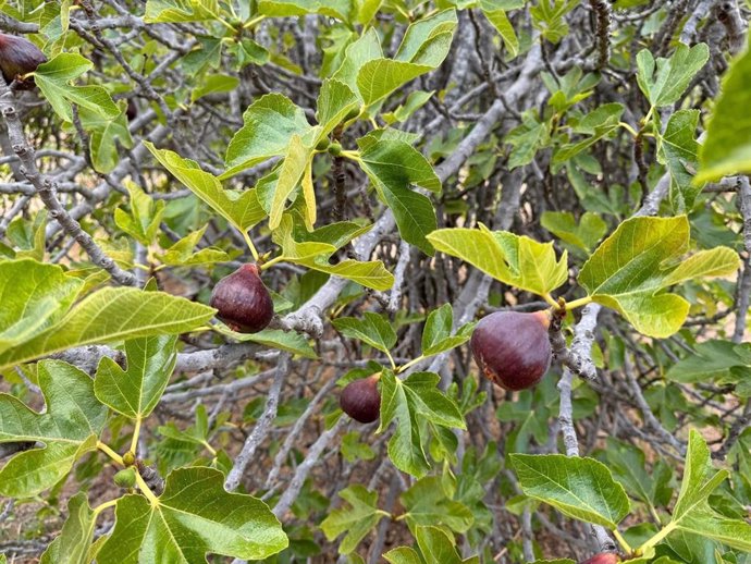 Higueras en El Hierro