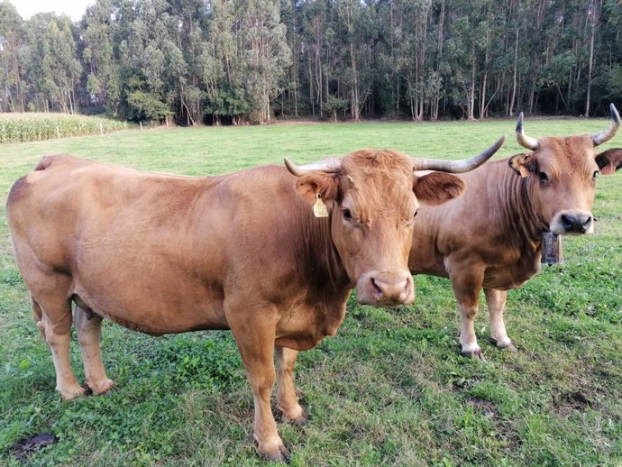 Archivo - Vacas en Asturias.