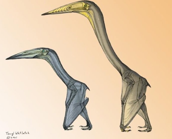 Latam.-Ciencia.-Los grandes pterosaurios exhibieron diferentes estilo de vuelo