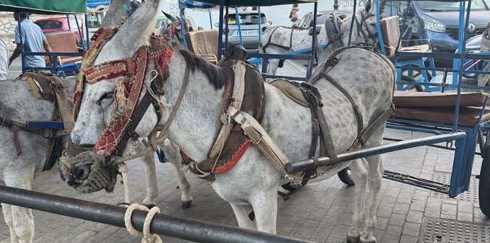 Vista de un burro taxi en Mijas.