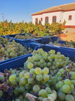 Uva zalema en las Bodegas Máques de Villalúa del Condado de Huelva.