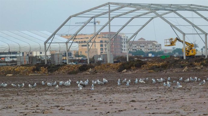 Aves en Las Salinas de San Rafael de Roquetas con la estructura de una carpa de fondo.