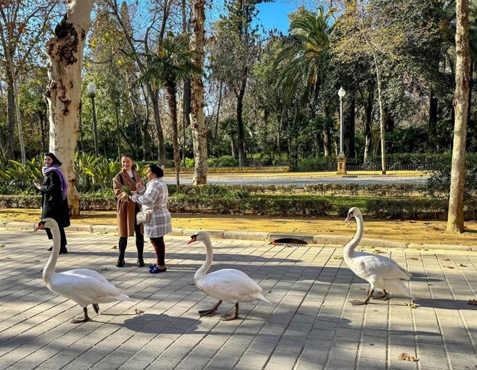 Archivo - Tres cisnes pasean por los alrededores de la Plaza de España, en el entorno del Parque de Maria Luisa, 