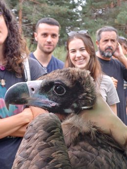 GREFA marca con emisores GPS a nueve buitres negros que serán liberados el próximo otoño en la Sierra de la Demanda.