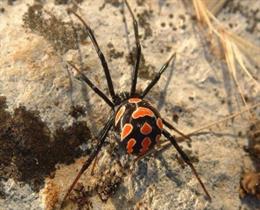 Imagen de una hembra de 'Latrodectus tredecimguttatus', viuda negra europea.