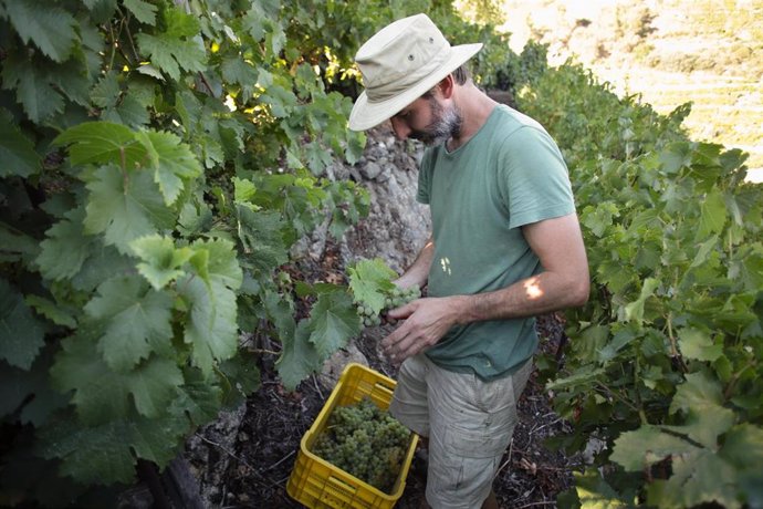 Archivo - Un vendimiador y cosechero recoge racimos de garnacha, a 9 de septiembre de 2022, en A Ribeira Sacra, Sober, Lugo, Galicia (España). Este año el grueso de la vendimia ha previsto una menor producción respecto a los 73 millones de kilos de uva de