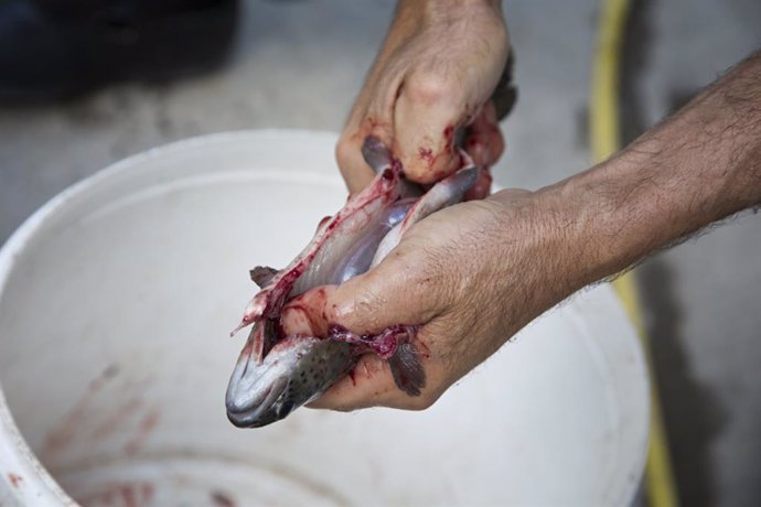 Archivo - Man is cleaning a fish