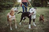 Foto: Comprarse un perro en la pandemia no mejoró la salud mental