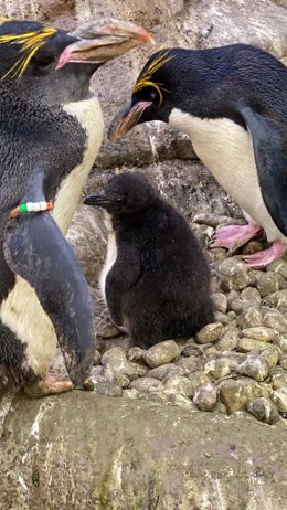 Cría de pingüino Macaroni en Selwo Marina.