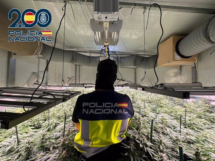 Plantación de marihuana desmantelada en Sanlúcar.