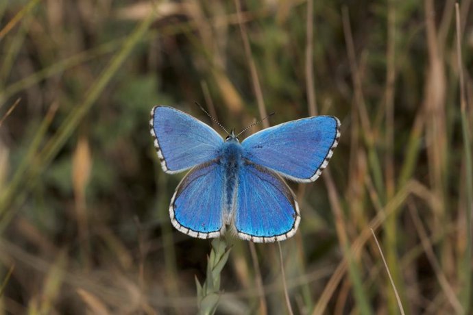 Una mariposa, en imagen de archivo