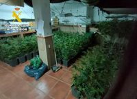 Le intervienen 150 plantas de marihuana tras ser sorprendido robando de madrugada en un bar de Ácula (Granada)