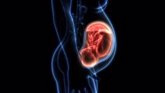 Foto: La placenta artificial, ¿más cerca de lo que pensamos?